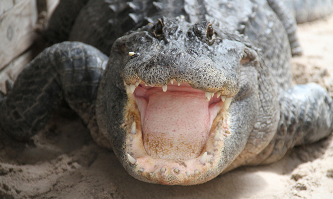 Alligator Mouth