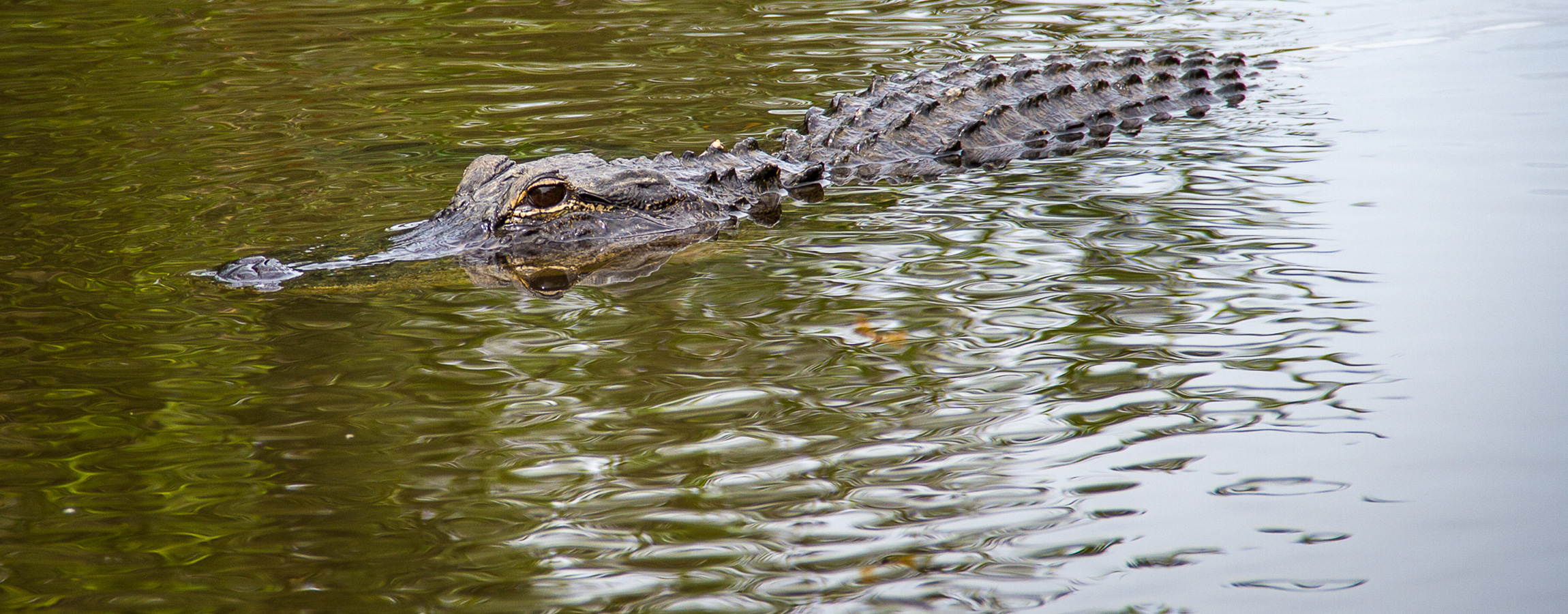 Everglades Admission Ticket with Airboat Ride and Wildlife Show 2023 - Fort  Lauderdale