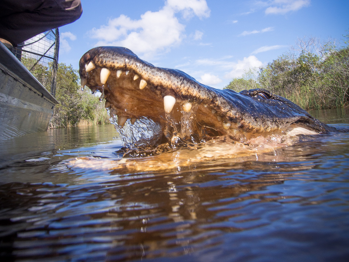 air boat tour in everglades