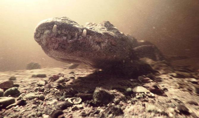 Alligator Underwater