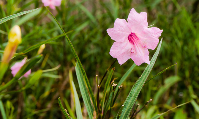 Beautiful Pink Everglades Flower