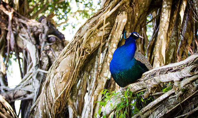 Peacock in Tree