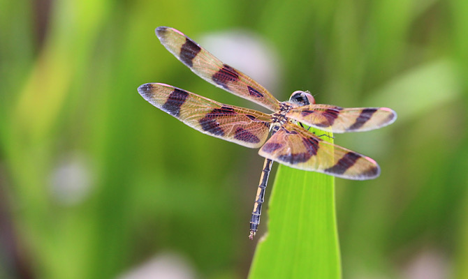 Dragonfly in the Everglades