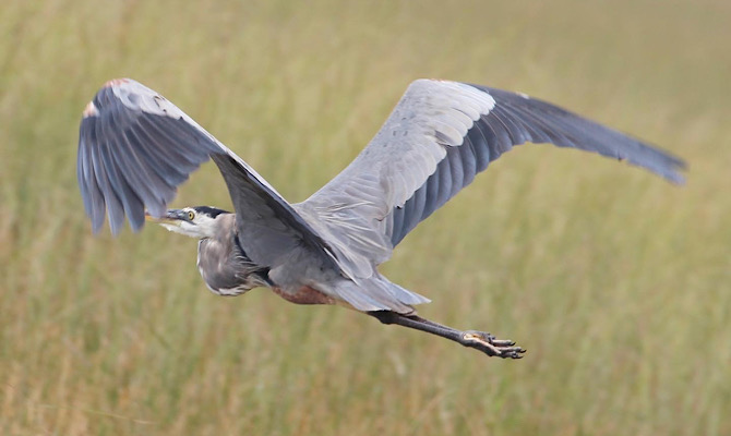 Birds of the Everglades Great Blue Heron