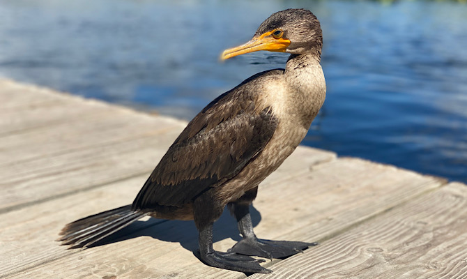 Birds of the Everglades Double-crested cormorant